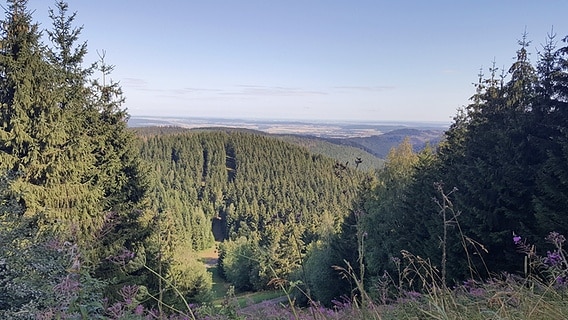 Blick von einem Wanderweg in Hahnenklee auf das Harzvorland. © NDR Foto: Kathrin Weber