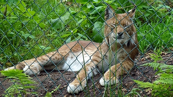 Ein Luchs liegt in einem Gehege im Harz. © NDR Foto: Axel Franz