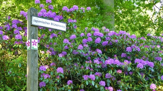 Der Japanische Blütenweg im WeltWald bei Bad Grund im Harz © Niedersächsische Landesforsten 
