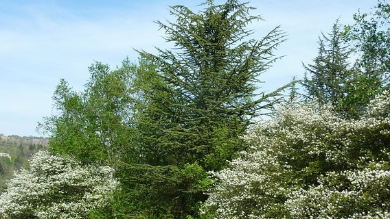Eine Libanon-Zeder im WeltWald Bad Grund im Harz. Eine Libanon-Zeder im WeltWald Bad Grund im Harz. © Niedersächsische Landesforsten / D. Mann