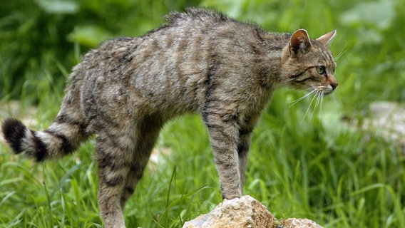 Europäische Wildkatze © dpa Foto: Ronald Wittek