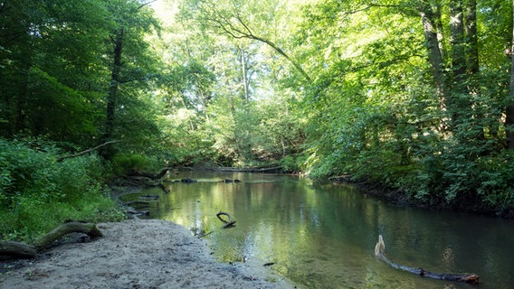 Sandiges Ufer an einem kleinen Fluss mit vielen Bäumen und Büschen im Sachsenwald. © NDR Foto: Anja Deuble
