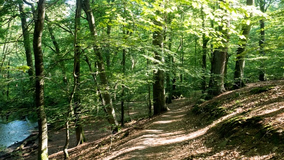 Ein Weg führt durch den Sachsenwald entlang der Bille.  Foto: Anja Deuble