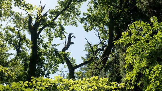 Birken blühen vor abgestorbenen Bäumen im Sachsenwald.  Foto: Anja Deuble