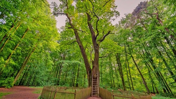 The groom's oak in the Dodauer Forest.  © imago images/blickwinkel Photo: C. Kaiser