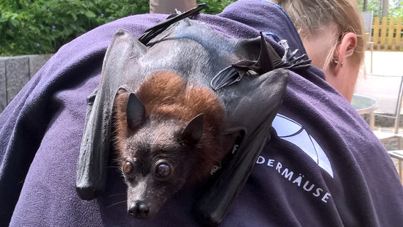 Flughündin Foxi hängt am Rücken einer Tierpflegerin © Noctalis 