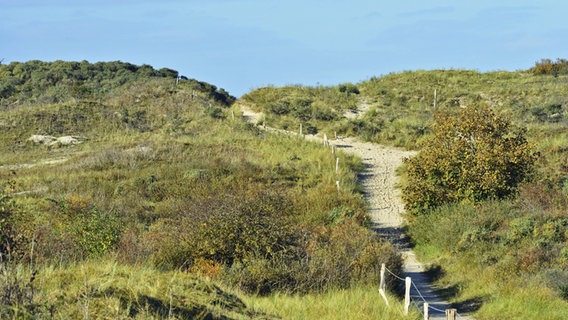 Ein Wanderweg führt durch das grüne Dünengebiet auf der Insel Borkum. © picture alliance Foto: Michael Narten