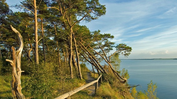 Wald auf der Steilküste der Halbinsel Gnitz auf Usedom © picture-alliance / HB Verlag 