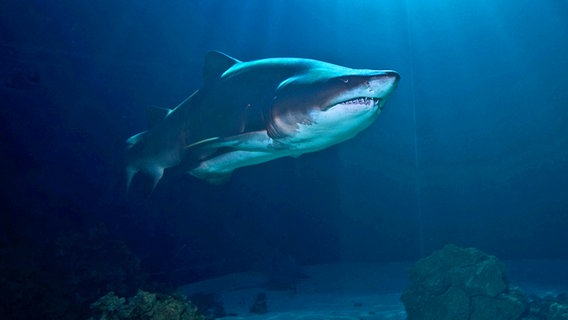 Ein Hai in einem Aquarium des "Meereszentrums Fehmarn". © Meereszentrum Fehmarn 