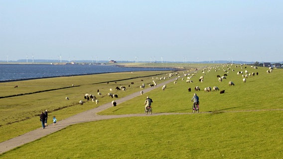 Spaziergänger, Radfahrer und Schafe am Deich auf der Insel Nordstrand. © imago/imagebroker 