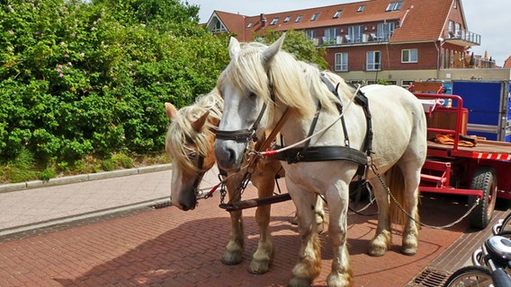 Eine Pferdekutsche auf der Insel Juist. © www.ostfriesland.de 