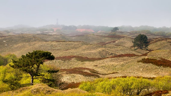 Dünenlandschaft auf der Insel Spiekeroog © imago/blickwinkel 