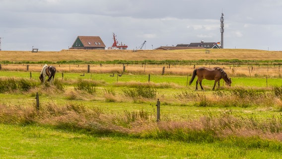 Grasende Pferde auf der Insel Spiekeroog. © Colourbox Foto: -