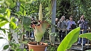Besucher in einem Gewächshaus des Botanischen Gartens in Kiel © imago/nordpool 