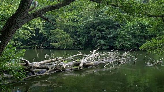 Totholz liegt im Fluss Schwentine © imago images /  Shotshop 