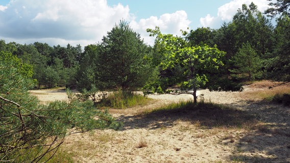 Bäume stehen im sandigen Abschnitt der Binnendüne in der Kremperheide. © NDR Foto: Anja Deuble