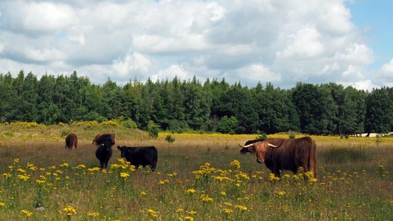 Rinder stehen auf einer Weide mit gelbblühenden Pflanzen in der Kremperheide. © NDR Foto: Anja Deuble