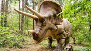 Modell eines Triceratops mit einem Jungtier n der Dinowelt des Wildparks Schwarze Berge. © Wildpark Schwarze Berge 