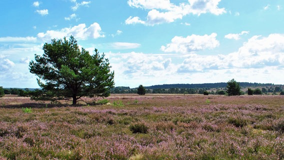 Heidepanorama mit Heidekraut und Bäumen unter blauem Himmel © NDR.de Foto: Janine Kühl