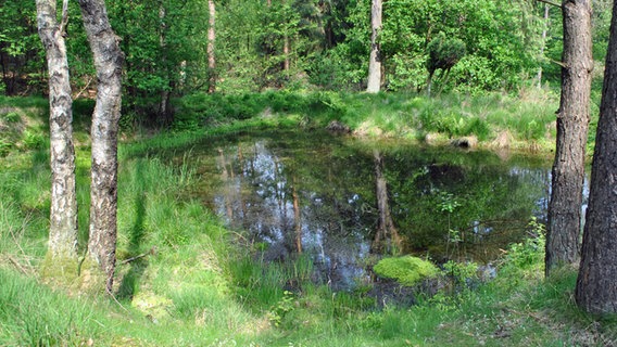 Die Luhequelle liegt mitten im Wald bei einem Teich. © NDR.de Foto: Janine Kühl