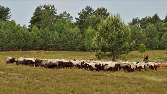 Eine Herde Heidschnucken grast auf einem Heideabschnitt zwischen Steinbeck und Gut Thansen. © NDR.de Foto: Janine Kühl