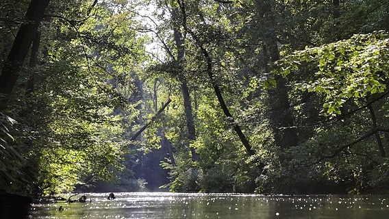 Der Fluss Örtze fließt durch einen Wald in der Lüneburger Heide. © imago images/imagebroker 