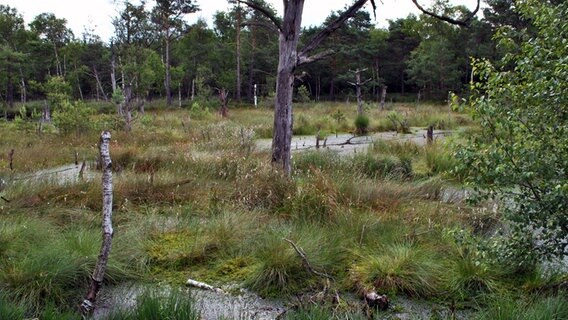 Absterbende Bäume stehen in einem Sumpfgebiet.  Foto: Janine Kühl