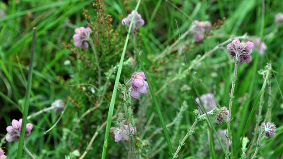 Hellviolette Blüten der Glockenheide.  Foto: Janine Kühl