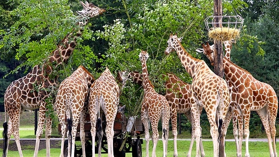Giraffen im Serengeti-Park. © Serengeti-Park 