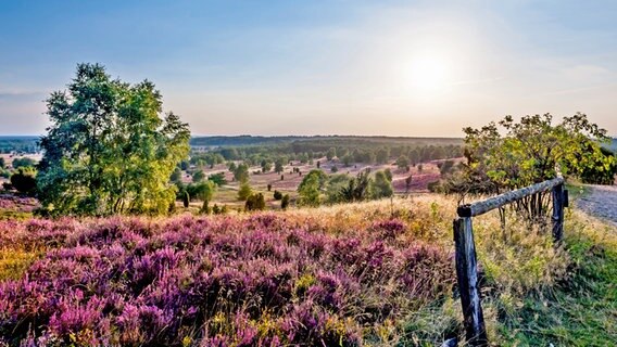 Blick vom Wilseder Berg über blühende Heideflächen. © Lüneburger Heide GmbH 