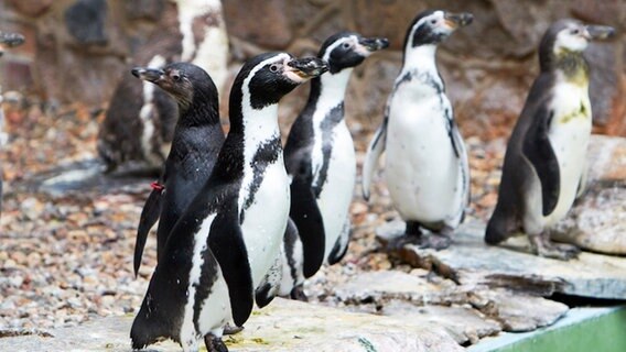 Humboldt-Pinguine im Zoo Schwerin. © Zoo Schwerin 