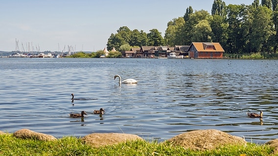Blick auf den Schweriner See mit Wasservögeln und Bootshäusern © fotolia Foto: kentauros