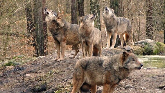 Wölfe im Wildpark-MV © Wildpark-MV 