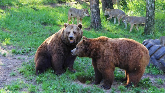 Zwei Braunbären und drei Wölfe in einem Gehege im Wildpark MV. © Wildpark-MV 