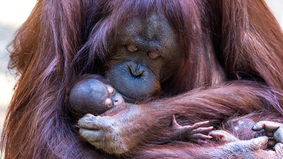 Orang-Utan-Mutter mit ihrem Baby im Darwineum im Zoo Rostock. © picture alliance/dpa Foto: Jens Büttner