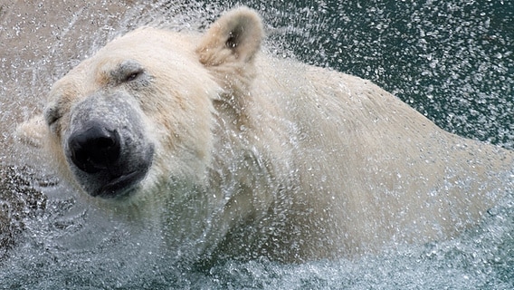 Eisbär im Polarium des Zoos Rostock. © dpa-Bildfunk Foto: Stefan Sauer/dpa