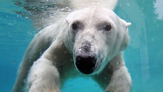 Eisbär unter Wasser im Polarium des Zoos Rostock. © dpa-Bildfunk Foto: Stefan Sauer/dpa