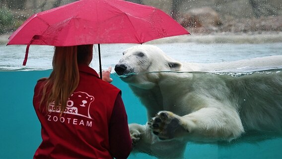 Eine Frau mit einem roten Schirm beobachtet im Polarium des Zoos Rostock hinter einer Scheibe einen Eisbär im Wasser. © dpa-Bildfunk Foto: Stefan Sauer/dpa