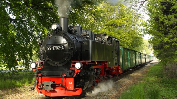 Die historische Eisenbahn Rasender Roland fährt auf Rügen unten dicht belaubten Bäumen hindurch. © Fotolia Foto: Matthias Stolt