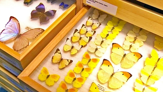 Kästen mit präparierten Schmetterlingen in der Zoologischen Sammlung der Universität Rostock. © NDR 
