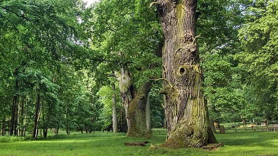 Mächtige Eichenbäume im Waldgebiet Ivenacker Eichen © imago images/blickwinkel 