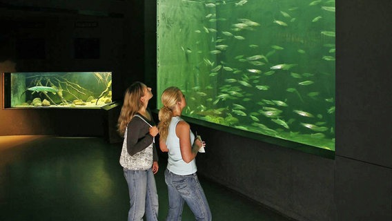 Besucherinnen vor einem Aquarium im Müritzeum in Waren. © Müritzeum gGmbH Foto: Mirko Runge