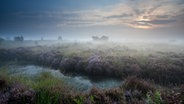 Ein Moorgebiet mit blühender Heide © colourbox Foto: -