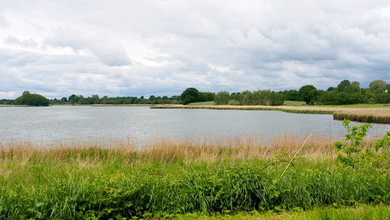 Blick auf ein Gewässer, im Vordergrund sind Gräser und Gebüsch, im Hintergrund Bäume zu sehen. Der Himmel ist mit Wolken bedeckt. © NDR Foto: Anja Deuble