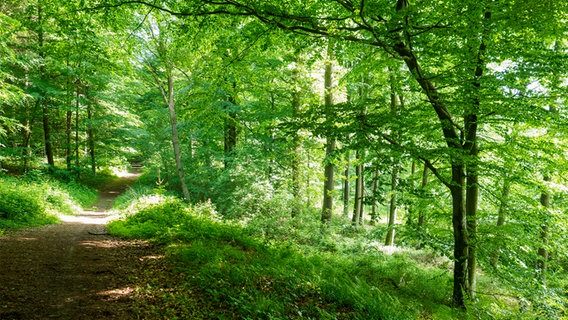 Ein Weg führt durch das Gehege Krummland bei Fellhorst. © NDR Foto: Anja Deuble