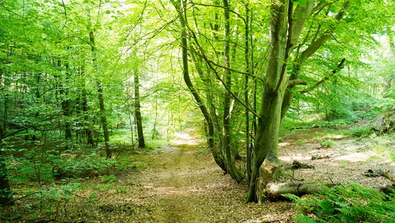 Ein Weg führt durch einen lichten Wald, viele Blätter liegen auf dem Boden. © NDR Foto: Anja Deuble