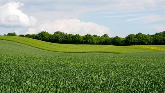 Eine grüne hügelige Landschaft mit Bäumen und Büschen im Hintergrund, blauer Himmel mit Wolken. © NDR Foto: Anja Deuble