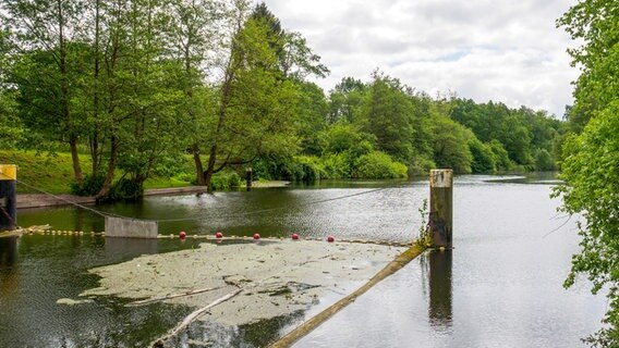 Blick auf einen Kanal von einer Schleusenbrücke, rechts und links vom Wasser stehen Bäume und Büsche. © NDR Foto: Anja Deuble