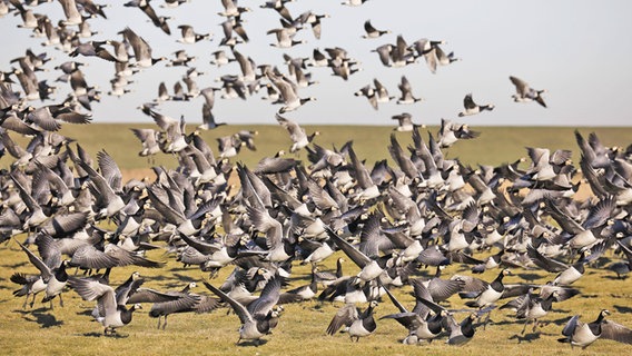 A flock of barnacle geese on the North Sea coast.  © imago images Photo: imagebroker