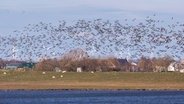 Ein Vogelschwarm bei Ockhom in Nordfriesland. © picture alliance / Zoonar Foto: Thorsten Schier